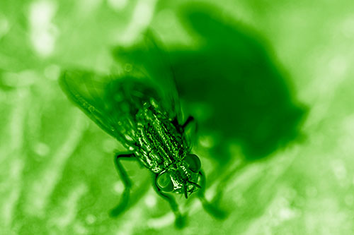 Cluster Fly Casting Shadow Among Sunlight (Green Shade Photo)