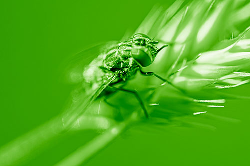 Cluster Fly Rests Atop Grass Blade (Green Shade Photo)