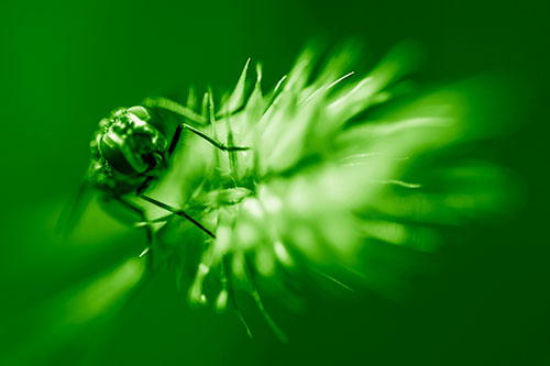 Cluster Fly Rides Plant Top Among Wind (Green Shade Photo)