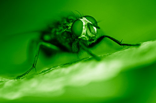 Cluster Fly Standing Atop Dead Sloping Autumn Leaf (Green Shade Photo)