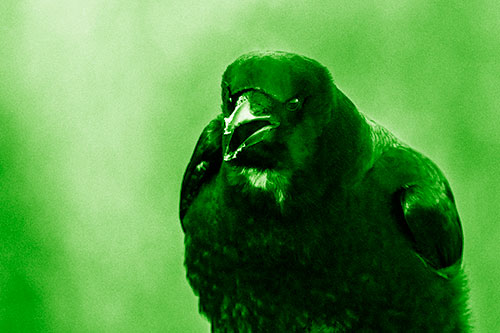 Cold Snow Beak Crow Cawing (Green Shade Photo)