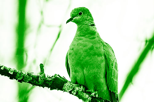 Collared Dove Perched Atop Peeling Tree Branch (Green Shade Photo)
