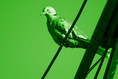 Collared Dove Perched Atop Wire (Green Shade Photo)