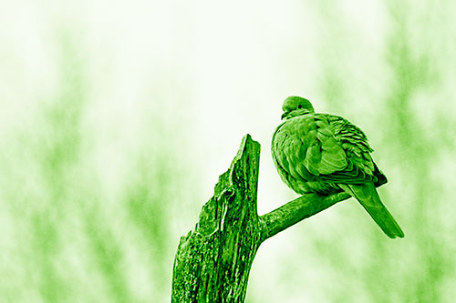 Collared Dove Sitting Atop Broken Tree (Green Shade)