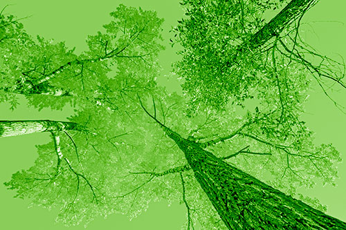 Colorful Towering Autumn Trees Among Clear Sky (Green Shade)