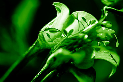 Columbine Flower Face Embracing Sunlight (Green Shade)