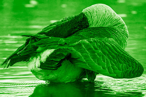 Contorting Canadian Goose Playing Peekaboo (Green Shade Photo)