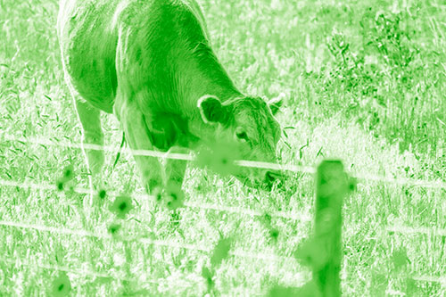 Cow Snacking On Grass Behind Fence (Green Shade)