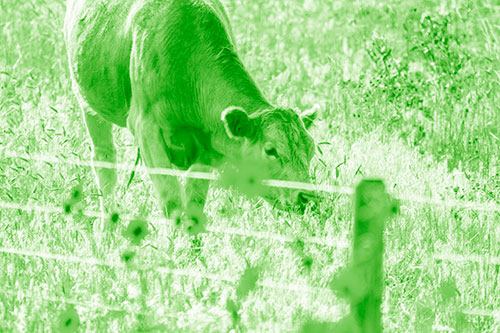 Cow Snacking On Grass Behind Fence (Green Shade Photo)