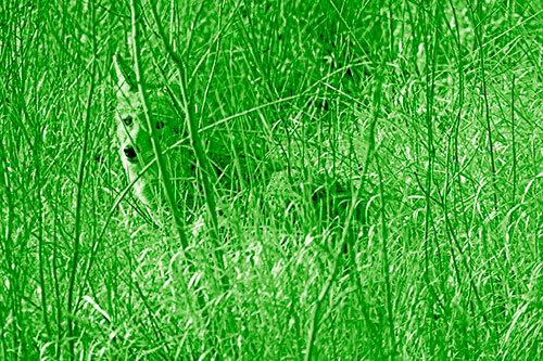 Coyote Makes Eye Contact Among Tall Grass (Green Shade Photo)