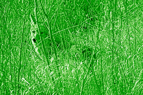 Coyote Makes Eye Contact Among Tall Grass (Green Shade)