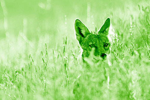 Coyote Peeking Head Above Feather Reed Grass (Green Shade Photo)