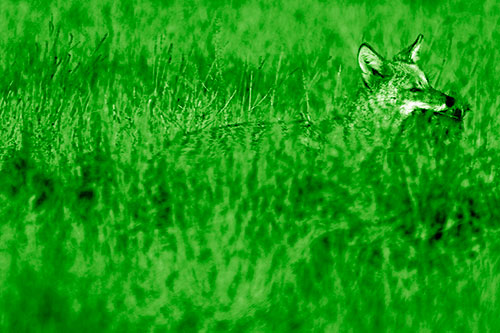 Coyote Running Through Tall Grass (Green Shade Photo)