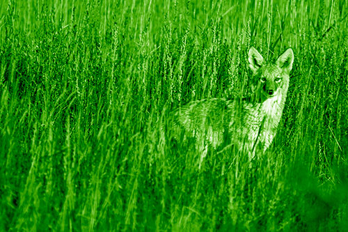 Coyote Watches Among Feather Reed Grass (Green Shade)