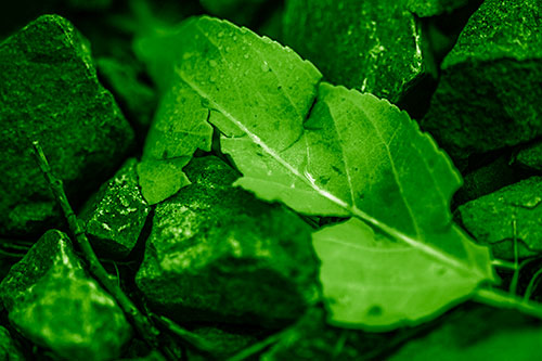 Cracked Soggy Leaf Face Rests Among Rocks (Green Shade Photo)