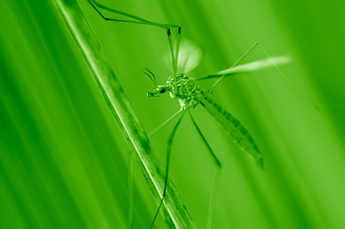 Crane Fly Clinging Ahold To Grass Blade (Green Shade)