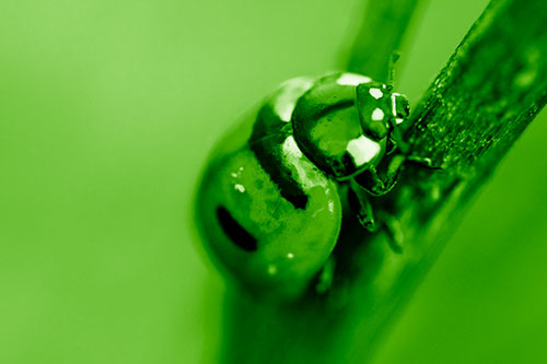 Crawling Ladybug Climbing Up Plant Stem (Green Shade Photo)