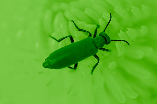 Crawling Oedemera Beetle Searching Atop Dandelion (Green Shade)