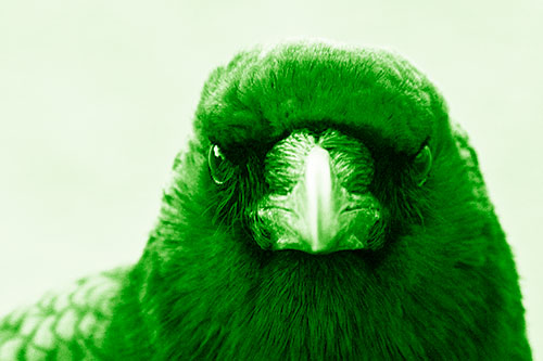 Creepy Close Eye Contact With A Crow (Green Shade Photo)