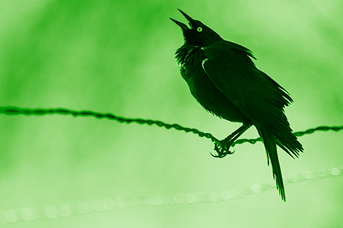 Croaking Grackle Balances Atop Fence Wire (Green Shade Photo)