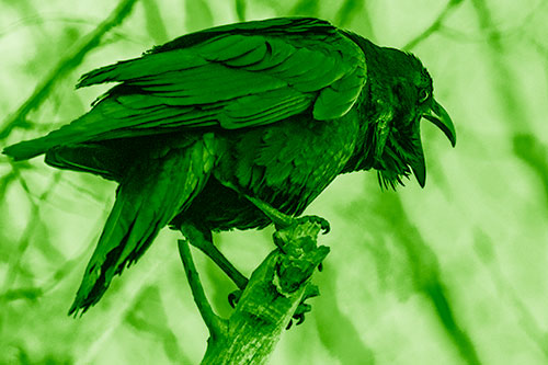 Croaking Raven Perched Atop Broken Tree Branch (Green Shade Photo)