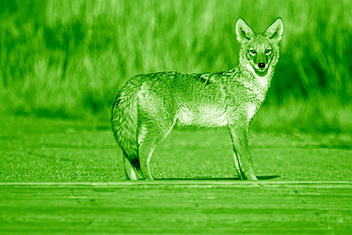Crossing Coyote Glares Across Bridge Walkway (Green Shade Photo)