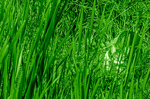 Crouching Cat Hunting Among Tall Reed Grass (Green Shade)