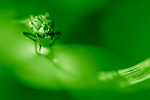 Crouching Cluster Fly Balances Among Grass Blade (Green Shade)