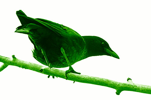 Crouching Crow Peeking Below Thick Tree Branch (Green Shade Photo)
