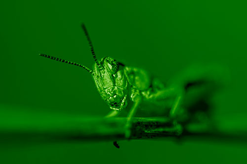 Crouching Grasshopper Gripping Onto Grass Blade (Green Shade)