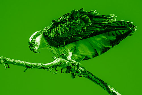 Crouching Osprey Hawk Looking Below Shredded Tree Branch (Green Shade)