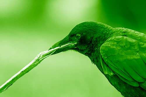 Crow Clamping Ahold Flattened Coffee Cup (Green Shade Photo)