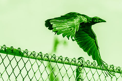 Crow Flying Over Chain Link Fence (Green Shade)