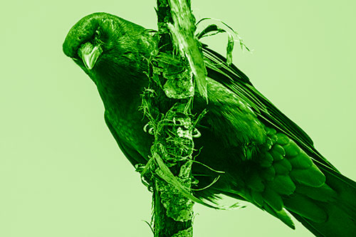 Crow Glaring Downward Atop Peeling Tree Branch (Green Shade Photo)