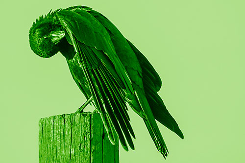 Crow Grooming Wing Atop Wooden Post (Green Shade Photo)