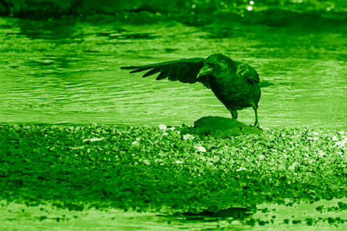 Crow Pointing Upstream Using Wing (Green Shade)