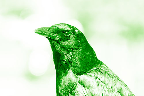 Crow Posing For Headshot (Green Shade Photo)
