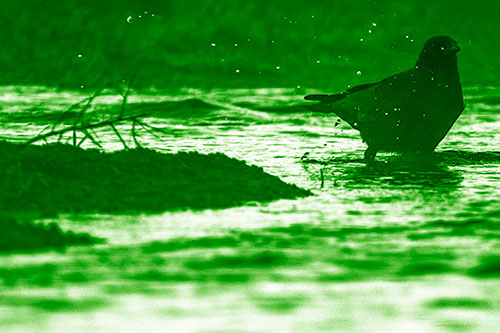 Crow Splashing River Water (Green Shade Photo)