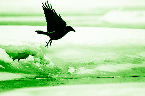 Crow Taking Flight Off Icy Shoreline (Green Shade Photo)
