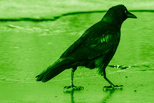 Crow Walking Along Frozen River Ice (Green Shade)