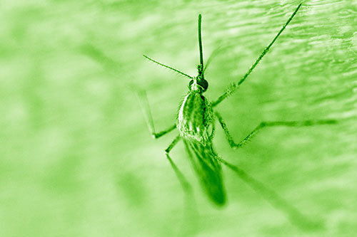 Culex Pipien Mosquito Resting Vertically (Green Shade Photo)