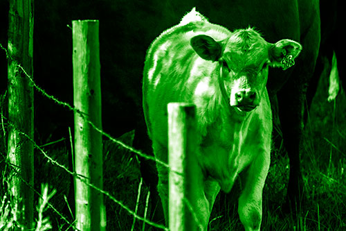 Curious Cow Calf Making Eye Contact (Green Shade Photo)