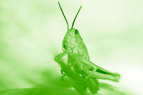 Curious Crouching Grasshopper Perched Atop Leaf Petal (Green Shade)