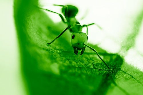 Curious Fire Ant Spreads Mandibles Among Sloping Milkweed Leaf (Green Shade)