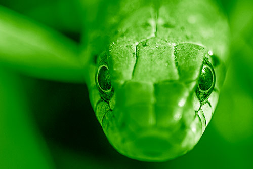 Curious Garter Snake Makes Direct Eye Contact (Green Shade Photo)