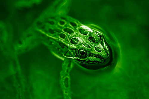 Curious Leopard Frog Peeking Head Above Water (Green Shade Photo)