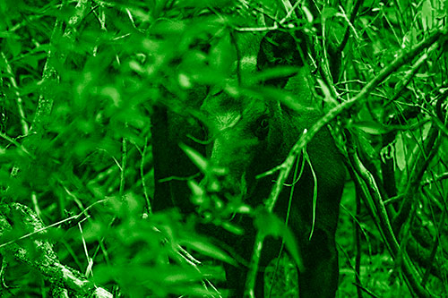 Curious Moose Looking Around (Green Shade Photo)