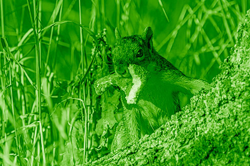 Curious Pizza Crust Squirrel (Green Shade Photo)
