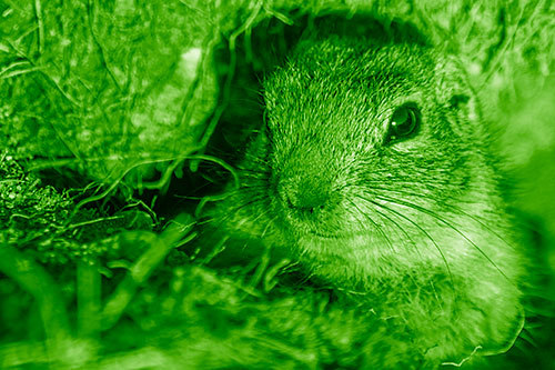 Curious Prairie Dog Watches From Dirt Tunnel Entrance (Green Shade Photo)