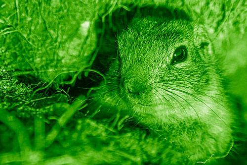 Curious Prairie Dog Watches From Dirt Tunnel Entrance (Green Shade)
